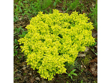 280���. �������� �������� ����� ����.jpg