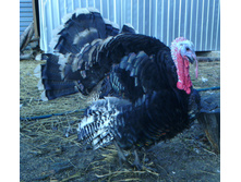 IMG 20151017 103053.JPG