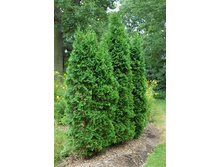 95,7���. ��� Thuja occidentalis Pyramidalis Compacta.jpg