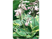 �����	��������������	Aureomarginata