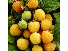 163���. ������ ������ ��������.jpg