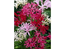 46,2���. ������ �����(�������� ���� �� 3 ��., ����������� ����� 1��.).jpg