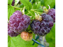 163���. ������ ���� ��� ���16.jpg