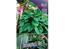 271,2���. ����� ������� ��(�������� ���� �� 1 ��., ����������� ����� 1��.).jpg