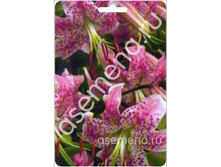 ��������� ������.jpg