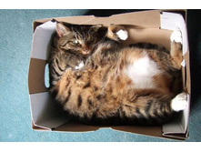 ... � �������� ����� ...