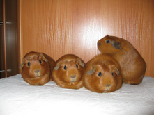 IMG 1176.JPG