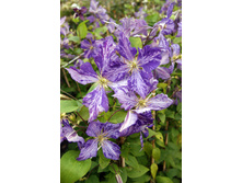 206,1���. �������� ��� ���(�������� ���� �� 2 ��., ����������� ����� 1��.)���16.jpg