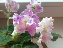 ���� ����