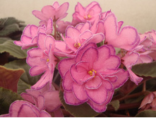 ���� �������