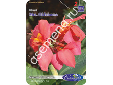 ������ ��������.jpg