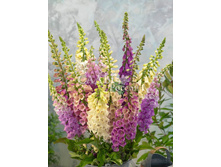 ����������� ��������� ����� �������� ���� 0,1�� 11.jpg