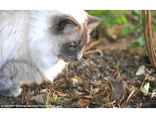 ��� � ���� �������� - 1