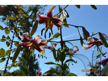 55ce03838e621 dsc0758.JPG