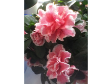 IMG 20151001 145418.jpg