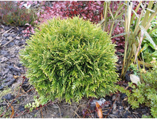 ��� ������