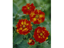 115,3���. �������� ������ ���������(�������� ���� �� 1 ��., ����������� ����� 1��.).jpg