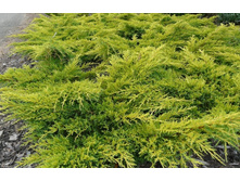 106,7���. ������������ Juniperus media Goldkissen.jpg