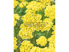 107���. ������������� Rainbow ������ �����(�������� ���� �� 1 ��., ����������� ����� 1��.)���16.jpg