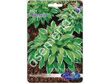 �����	�������	Moerheim