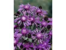 155,1���. ������ ���� ���(�������� ���� �� 1 ��., ����������� ����� 1��.).jpg