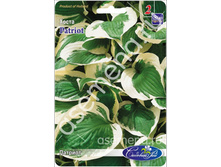 �����	�������	Patriot