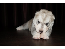 ������ №1 ( 14 ����) -���������