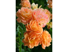 ���������� 220���. (����� �������� ��� 30��.).jpg