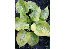 223,1���. ����� ������� ����� ��� ������ ������(�������� ���� �� 1 ��., ����������� ����� 1��.).jpg