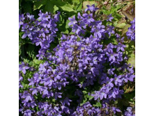 ����������� ���������������� ����.jpg