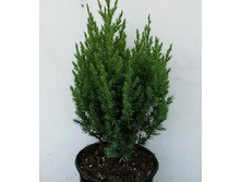 95,7���. ������������ Juniperus chinensis Stricta.jpg