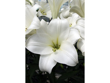 25,36���. ����� ������ �������(�������� ���� �� 7 ��., ����������� ����� 1��.)���16.jpg