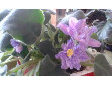 � �����.jpg