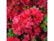 ������� ����� �� ����� 207�