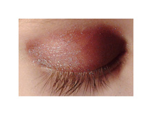 �����-�������� ����������-chameleon-brown2.jpg