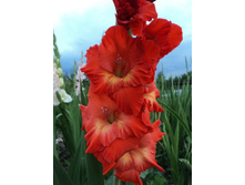 17 �������