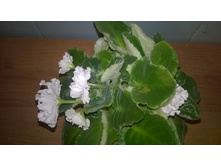 WP 20151017 21 58 57 Pro.jpg