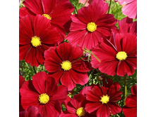 ������ ������� 15�� 15,5.jpg