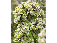 Phlox Pure Feelings.jpg