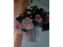 IMG 20151002 130350.jpg