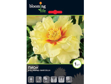 Peonia-ITOH-Bartzella