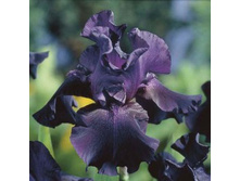 ���� ��������� ����������.jpg