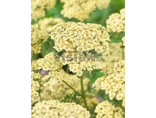 107���. ������������� Rainbow ���� �� �� ����(�������� ���� �� 1 ��., ����������� ����� 1��.)���16.jpg