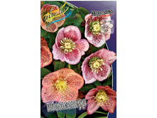 223,1���. �������� ���������(�������� ���� �� 1 ��., ����������� ����� 1��.).jpg