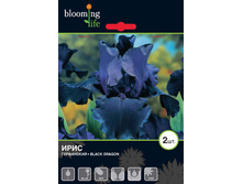 Iris-germanica-Black-Dragon.jpg