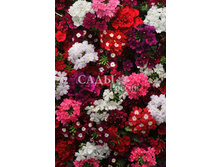 ������� ����� ����� ����� 10�� 22.jpg