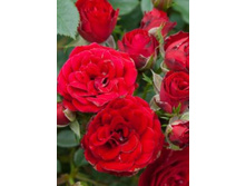 ������� 220���. (����� �������� ��� 5��.).jpg