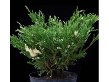 106,7���. ������������ Juniperus horizontalis Andorra Variegata.jpg