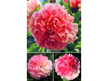 4160,8���. ���� ������ �����(�������� ���� �� 1 ��., ����������� ����� 1��.).jpg