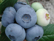 �������� �������-164